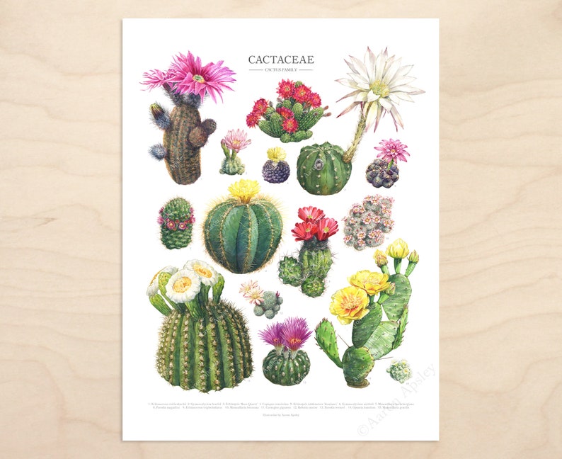 Flowering Cactus Species Print Cactaceae houseplant ID chart featuring 15 watercolor cacti in bloom Unframed fine art print image 2