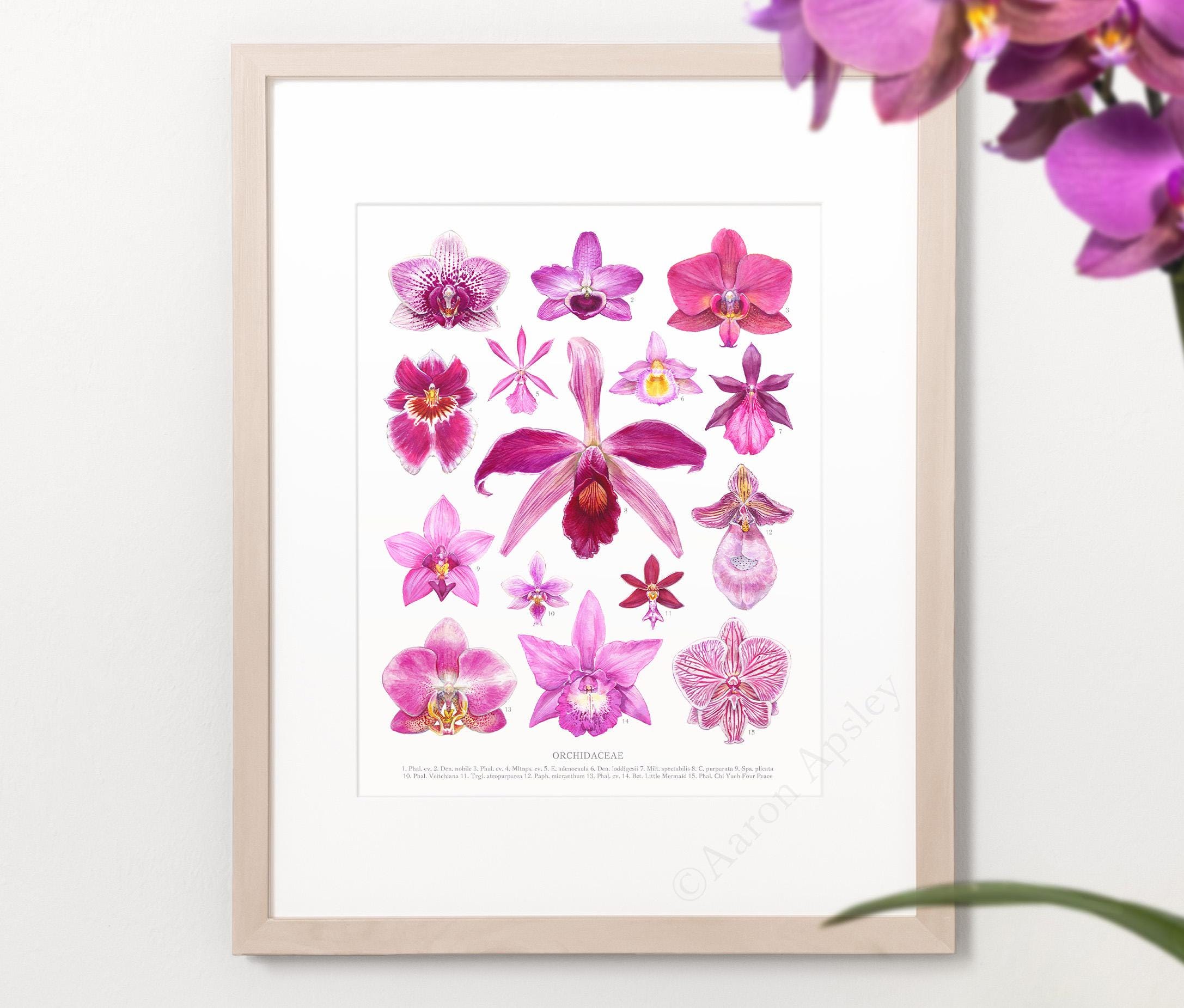 Pink Orchid Flowers Print • Orchid ID chart featuring 15 watercolor paintings • Unframed fine art print