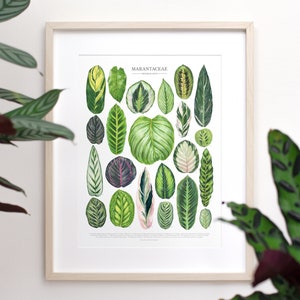 Marantaceae Species Print • Prayer Plant varieties ID chart of Calathea, Maranta, Stromanthe, and Ctenanthe leaves • Unframed fine art print