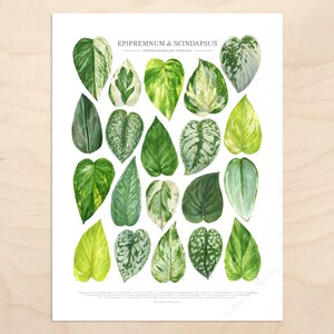 Pothos Varieties Print Epipremnum & Scindapsus species ID guide featuring 20 watercolor foliage paintings Unframed fine art print image 2