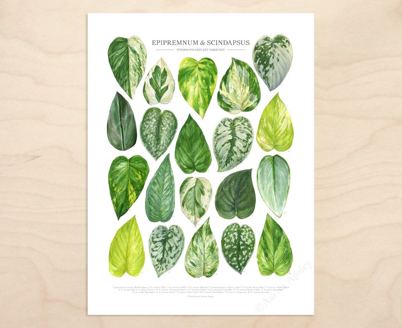Pothos Varieties Print Epipremnum & Scindapsus species ID guide featuring 20 watercolor foliage paintings Unframed fine art print image 2