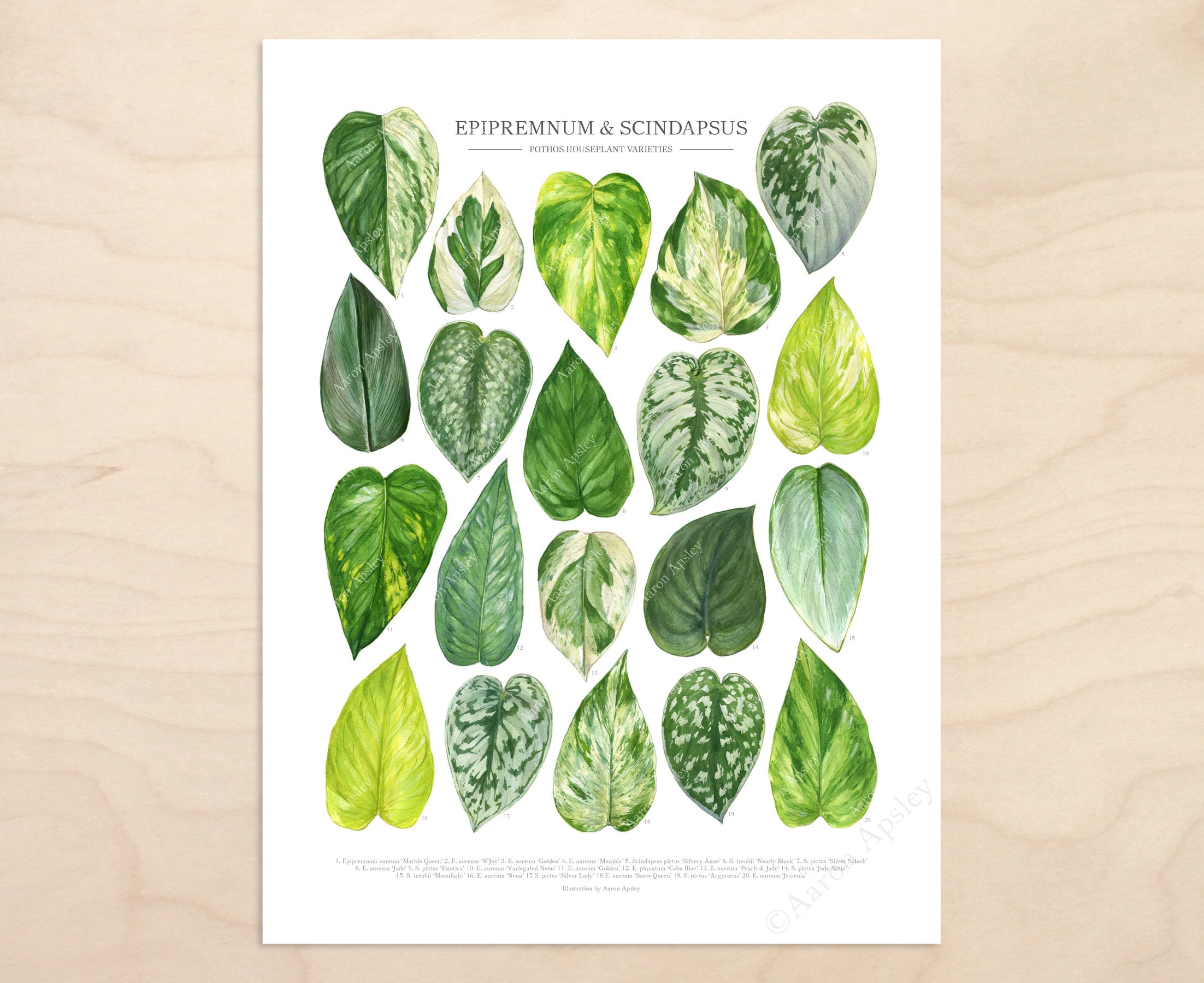 Pothos Varieties Print  Epipremnum & Scindapsus Species ID Guide Featuring  20 Watercolor Foliage Paintings  Unframed Fine Art Print - Etsy