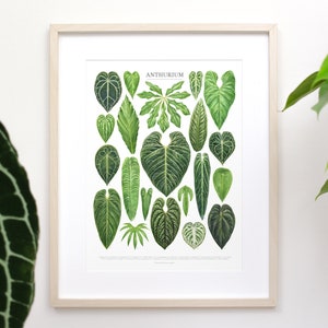 Anthurium Species Print • Rare aroid houseplant varieties ID chart featuring 21 watercolor leaf paintings • Unframed fine art print