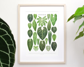 Anthurium Species Print • Rare aroid houseplant varieties ID chart featuring 21 watercolor leaf paintings • Unframed fine art print