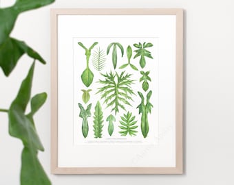 Lobed Philodendron Species Print • Houseplant species ID chart featuring 13 watercolor leaf paintings • Unframed fine art print