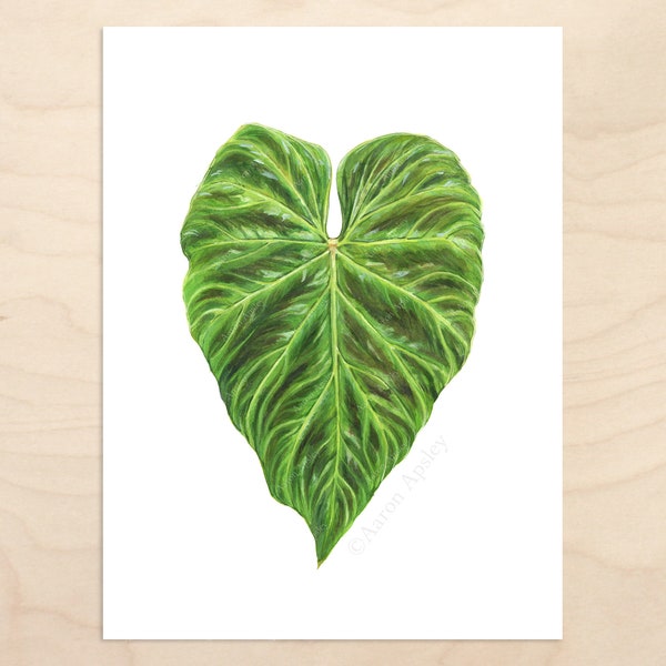 Philodendron verrucosum Print -- Botanical Watercolor Art