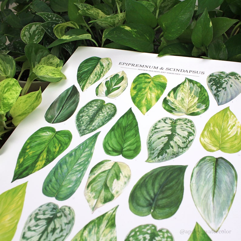 Pothos Varieties Print Epipremnum & Scindapsus species ID guide featuring 20 watercolor foliage paintings Unframed fine art print image 4