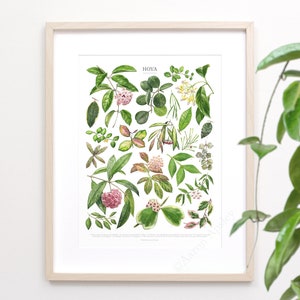 Hoya Species Print • Houseplant varieties ID chart featuring 21 watercolor paintings • Unframed fine art print