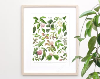 Hoya Species Print • Houseplant varieties ID chart featuring 21 watercolor paintings • Unframed fine art print