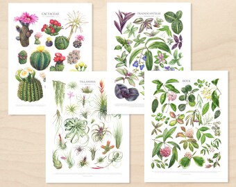 Flowering Houseplant Taxonomy Print Set • Set of 4 Botanical ID Charts • Hoya, Trandescantia, Tillandsia, Cactus Fine Art Prints • Unframed