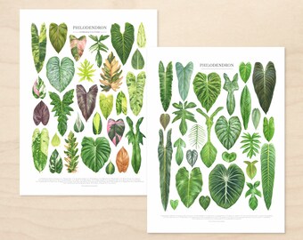 Philodendron Taxonomy Print Set • Set of 2 Botanical ID Charts • Unframed Watercolor Fine Art Prints