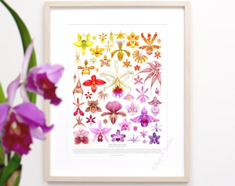 Orchid Species Print • Orchid species ID chart featuring 50 watercolor paintings • Unframed fine art print