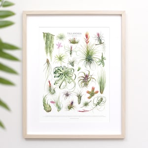 May include: A botanical illustration of Tillandsia air plants, also known as air plants. The illustration features a variety of Tillandsia species, including Tillandsia ionantha, Tillandsia aeranthos, and Tillandsia xerographica. The illustration is in a white frame with a white background.