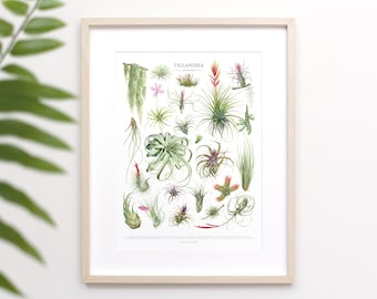 Tillandsia Species Print • Air Plant varieties ID chart featuring 24 watercolor paintings • Unframed fine art print
