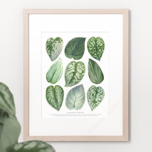 Scindapsus Varieties Print Satin pothos species ID chart featuring 9 watercolor leaf paintings Unframed fine art print image 1