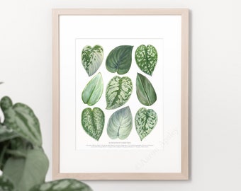 Scindapsus Varieties Print • Satin pothos species ID chart featuring 9 watercolor leaf paintings • Unframed fine art print