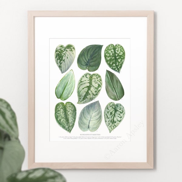 Scindapsus Varieties Print • Satin pothos species ID chart featuring 9 watercolor leaf paintings • Unframed fine art print