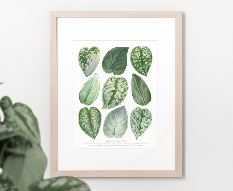 Scindapsus Varieties Print Satin pothos species ID chart featuring 9 watercolor leaf paintings Unframed fine art print image 1