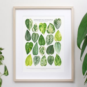 Pothos Varieties Print • Epipremnum & Scindapsus species ID guide featuring 20 watercolor foliage paintings • Unframed fine art print