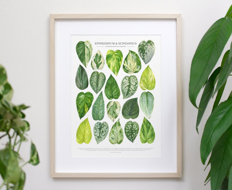 Pothos Varieties Print Epipremnum & Scindapsus species ID guide featuring 20 watercolor foliage paintings Unframed fine art print image 1