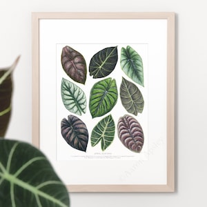 Jewel Alocasia Print • Rare aroid houseplant ID guide featuring 9 watercolor foliage paintings • Unframed fine art print