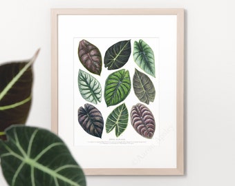 Jewel Alocasia Print • Rare aroid houseplant ID guide featuring 9 watercolor foliage paintings • Unframed fine art print