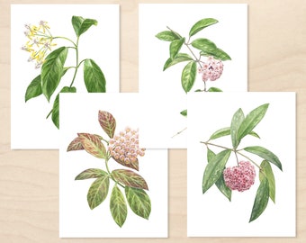 Hoya Watercolor Print Set • Pubicalyx, Carnosa, Obscura, Multiflora  • Fine Art Prints • Unframed