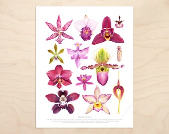 Orchid Flowers Print • Orchid species ID chart featuring 13 watercolor paintings • Unframed fine art print