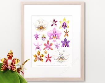 Phalaenopsis Species Print • Moth Orchid ID chart featuring 15 watercolor paintings • Unframed fine art print