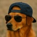 BigDog