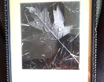 Archiwalne czarno-białe zdjęcie natury. Liść klonu w deszczu. Podpis Steve'a Van Allena z 1974 roku.