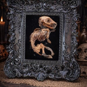 Peut inclure: Un spécimen de taxidermie encadré d'un squelette de petit animal. Le cadre noir orné entoure un fond de velours noir, soulignant la structure squelettique détaillée. La pièce évoque une esthétique gothique ou macabre.