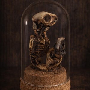 May include: A preserved animal skeleton displayed under a glass cloche. The skeleton is light brown and beige, with visible ribs and skull. It rests on a cork base, creating a unique decorative piece. The background is a dark brown.