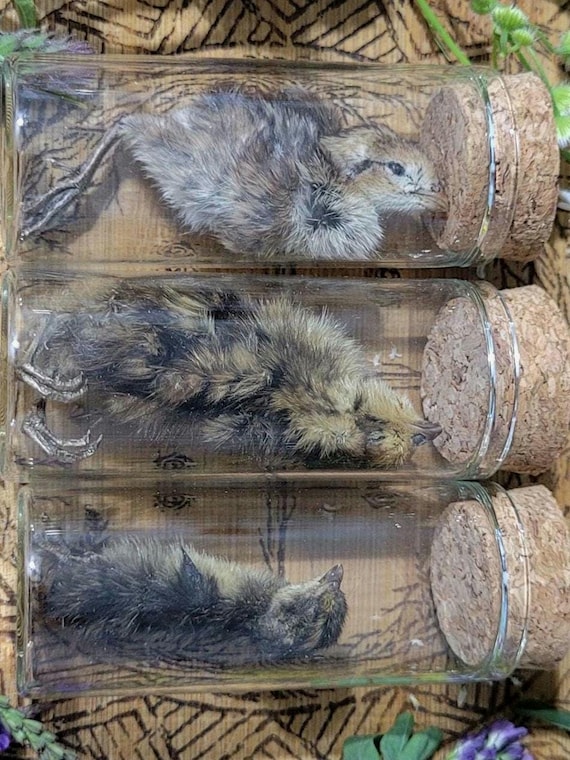 A tiny dried quail chick preserved in a glass vial — heartbreakingly delicate ethical taxidermy that looks like something from a Victorian naturalist's kit.