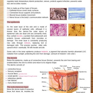 Può includere: Una pagina di guida allo studio rilegata a spirale intitolata The integumentary system, contenente testo educativo sugli strati della pelle, inclusi epidermide, derma e strato sottocutaneo, con immagini microscopiche e un diagramma 3D della sezione trasversale della pelle.