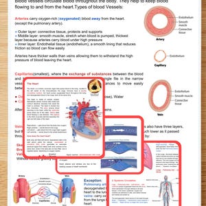 Op de afbeelding: Een spiraalgebonden studiegids getiteld The Circulatory System met educatieve tekst, diagrammen van slagaders, haarvaten en aders, een dwarsdoorsnede van het hart en illustraties van de systemische circulatie met labels in zwarte en rode inkt.