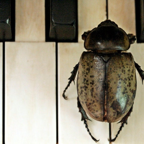 Beetle Plays The Bar - 8x10 Fine Art Photograph - Creole Music in the American South