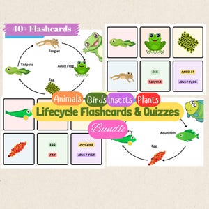 Lifecycle Flashcards Bundle| Ladybug Lifecycle Flashcards| Frog Lifecycles Flashcards | Bee Life Flashcard| Moth Lifecycle Flashcards