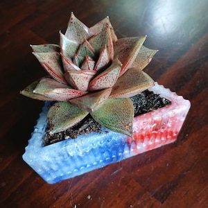 RAINBOW triangle planter with live succulent!