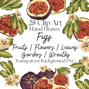 Figs 28 PNG Clipart, Digitally Hand Painted Fig Fruit Graphic Download, Cute Fruit Illustration PNG, Figs Clipart Bundle