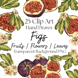 Fig 25 PNG Clipart, Digitally Hand Painted Fig Fruit Graphic Download, Cute Fruit Illustration PNG, Fig Clipart Bundle