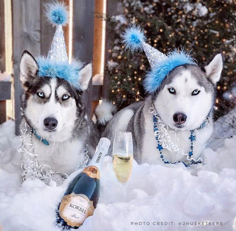 Dog Party Hat Cat Birthday Hat Dog Birthday Hat Party Banner