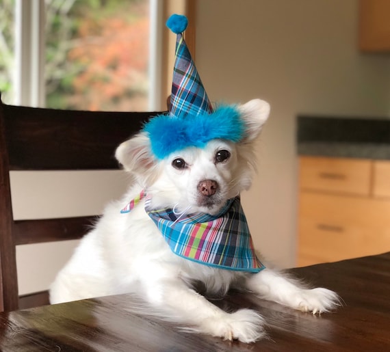Dog sales birthday accessories