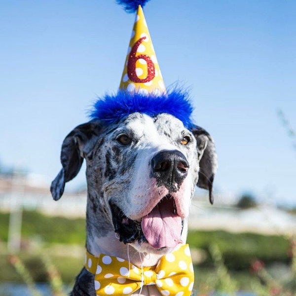 Dog Birthday Hat, Mustard Yellow Polka Dot Hat