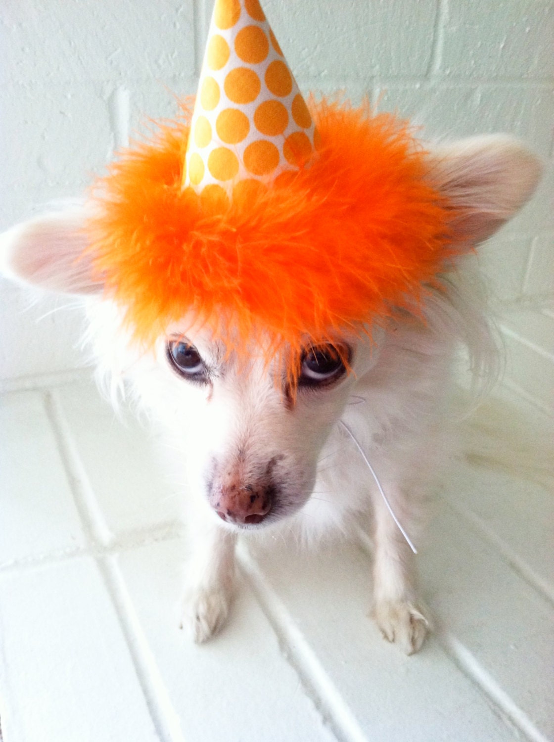 Dog Party Hat Cat Party Hat Orange Polka Dot Etsy