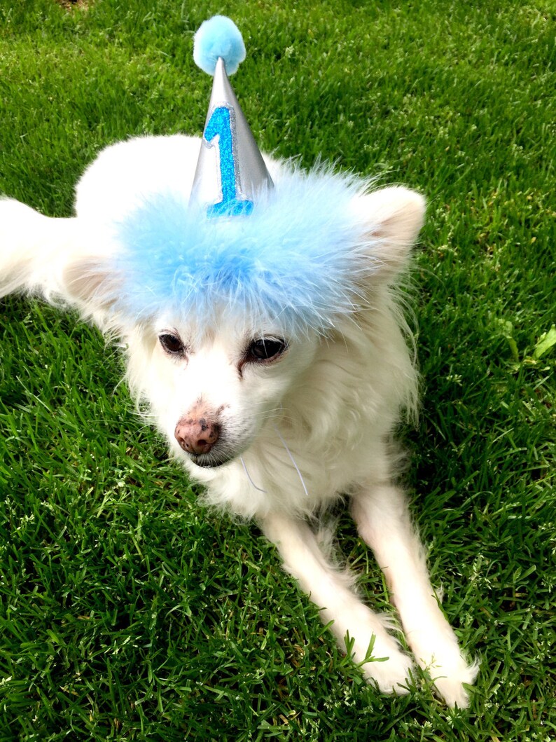 Dog Birthday Hat Silver and Hot Pink Hat Etsy