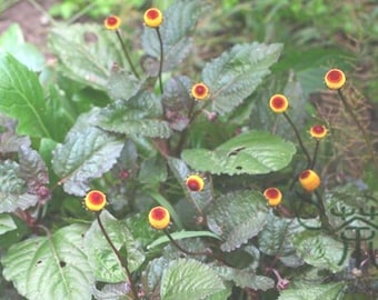 Acmella oleracea | Toothache Plant | 20 Seeds