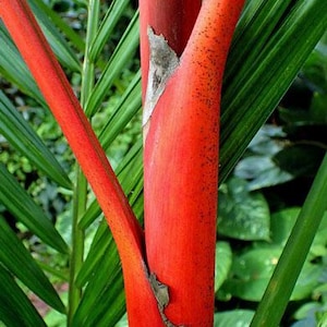 Cyrtostachys renda | Red Sealing Wax Palm | 10 Seeds