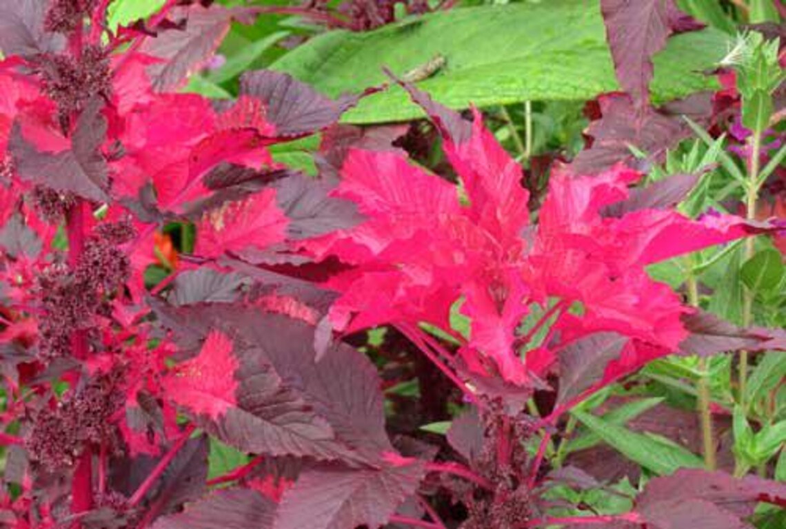Amaranthus Tricolor | Early Splendor | 100 Seeds - Etsy