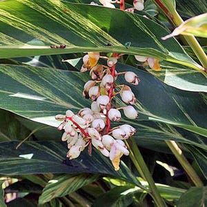 Alpinia Zerumbet  Shell Ginger  10 Seeds